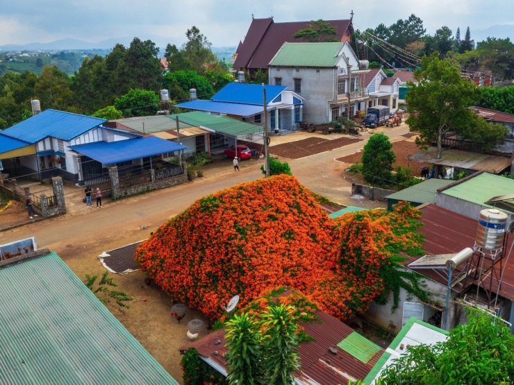 Ngôi nhà rực đỏ hoa xác pháo mang sắc Tết về vùng cao Lâm Đồng - 1