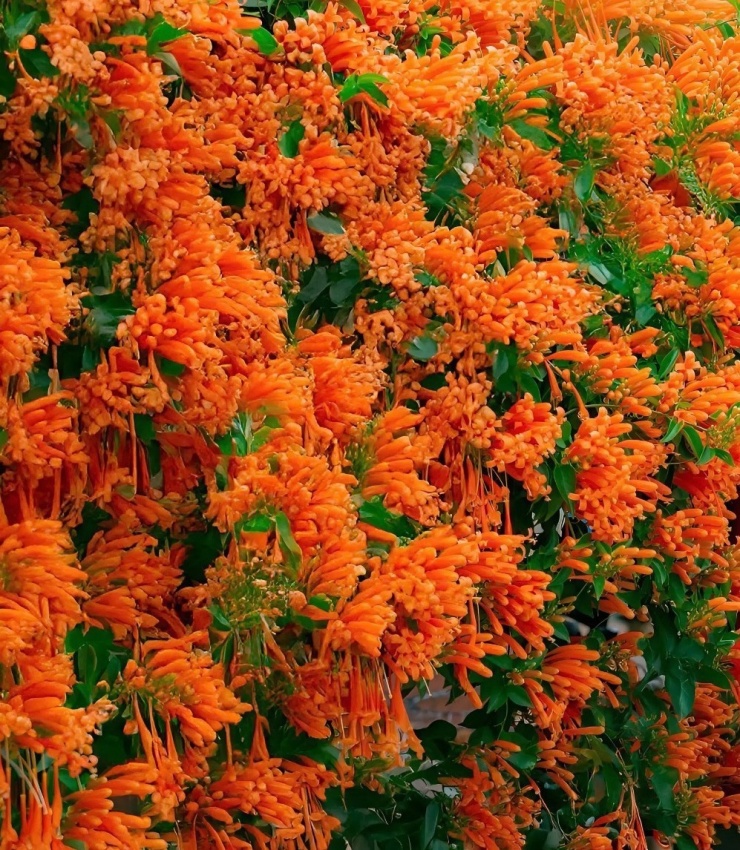 Ngôi nhà rực đỏ hoa xác pháo mang sắc Tết về vùng cao Lâm Đồng - 7