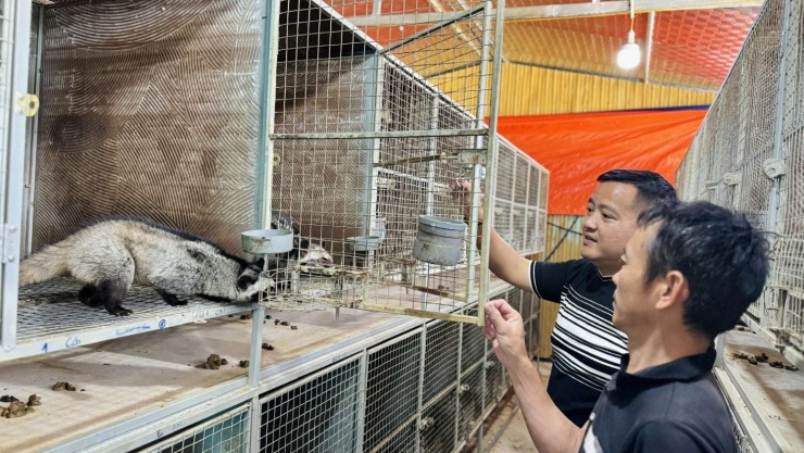 Đến nay, trang trại nuôi chồn hương của gia đình anh Nguyễn Văn Đức, chủ trang trại chồn hương Đức Thắng tại thôn Anh Hùng, xã Thượng Lộc, huyện Can Lộc, tỉnh Hà Tĩnh (trước sắp xếp đơn vị hành chính cấp xã, bỏ cấp huyện, sáp nhập tỉnh/thành phố trực thuộc trung ương)có quy mô lên tới 3.000 ô chuồng với 700 con chồn mẹ, 200 con chồn bố sinh sản và hơn 1.000 con chồn baby.