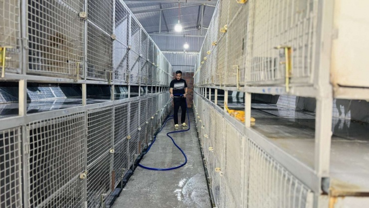 Để con chồn hương khỏe mạnh, hàng ngày phải dọn vệ sinh chuồng trại, định kỳ 4 đến 5 ngày phun khử khuẩn chuồng trại một lần để hạn chế dịch bệnh.