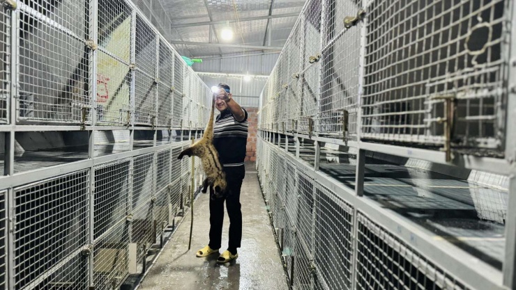 Mỗi năm trang trại chồn hương Đức Thắng, xã Thượng Lộc, huyện Can Lộc, tỉnh Hà Tĩnh (trước sắp xếp đơn vị hành chính cấp xã, bỏ cấp huyện, sáp nhập tỉnh/thành phố trực thuộc trung ương) xuất bán ra thị trường từ 2.000 - 3.000 con chồn giống, đem lại nguồn thu hơn 10 tỷ đồng.