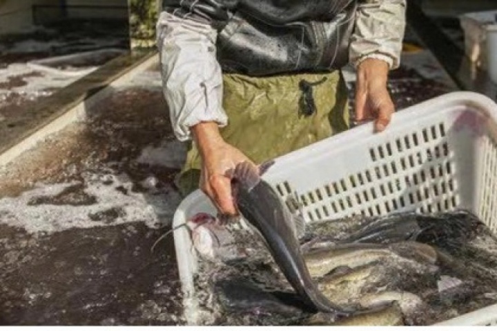 4 loại cá dễ “ngậm” kim loại nặng cần tránh xa