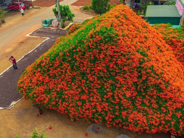 Ngôi nhà rực đỏ hoa xác pháo mang sắc Tết về vùng cao Lâm Đồng