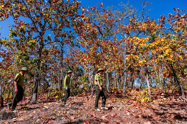 Mê mẩn với rừng khộp lớn nhất Việt Nam vào mùa thay lá - 2