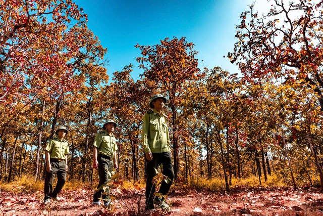 Mê mẩn với rừng khộp lớn nhất Việt Nam vào mùa thay lá - 6