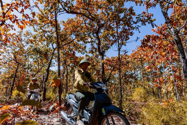 Vào mùa thay lá, VQG Yók Đôn sắc đỏ rực cả một vùng trời