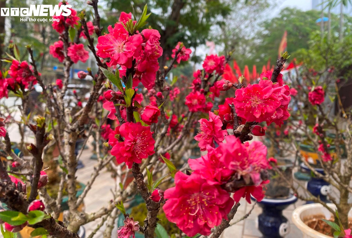 Đào thất thốn khoe sắc sớm khiến người trồng lo lắng.