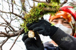 Chủ vườn ở Hà Nội đắp rêu giữ ẩm, chăm đào cổ thụ đón Tết Nguyên đán