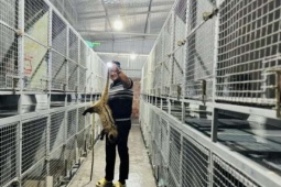 Con động vật hoang dã đuôi dài, ăn ít "đẻ tiền nhiều" này là loài gì mà ở Hà Tĩnh nuôi thành công, thu hơn 10 tỷ/năm?