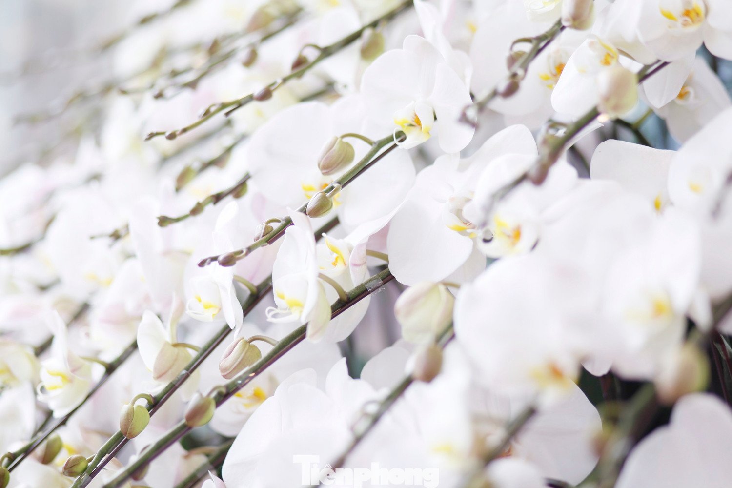 Các chậu hoa lan sẵn sàng phục vụ Tết.