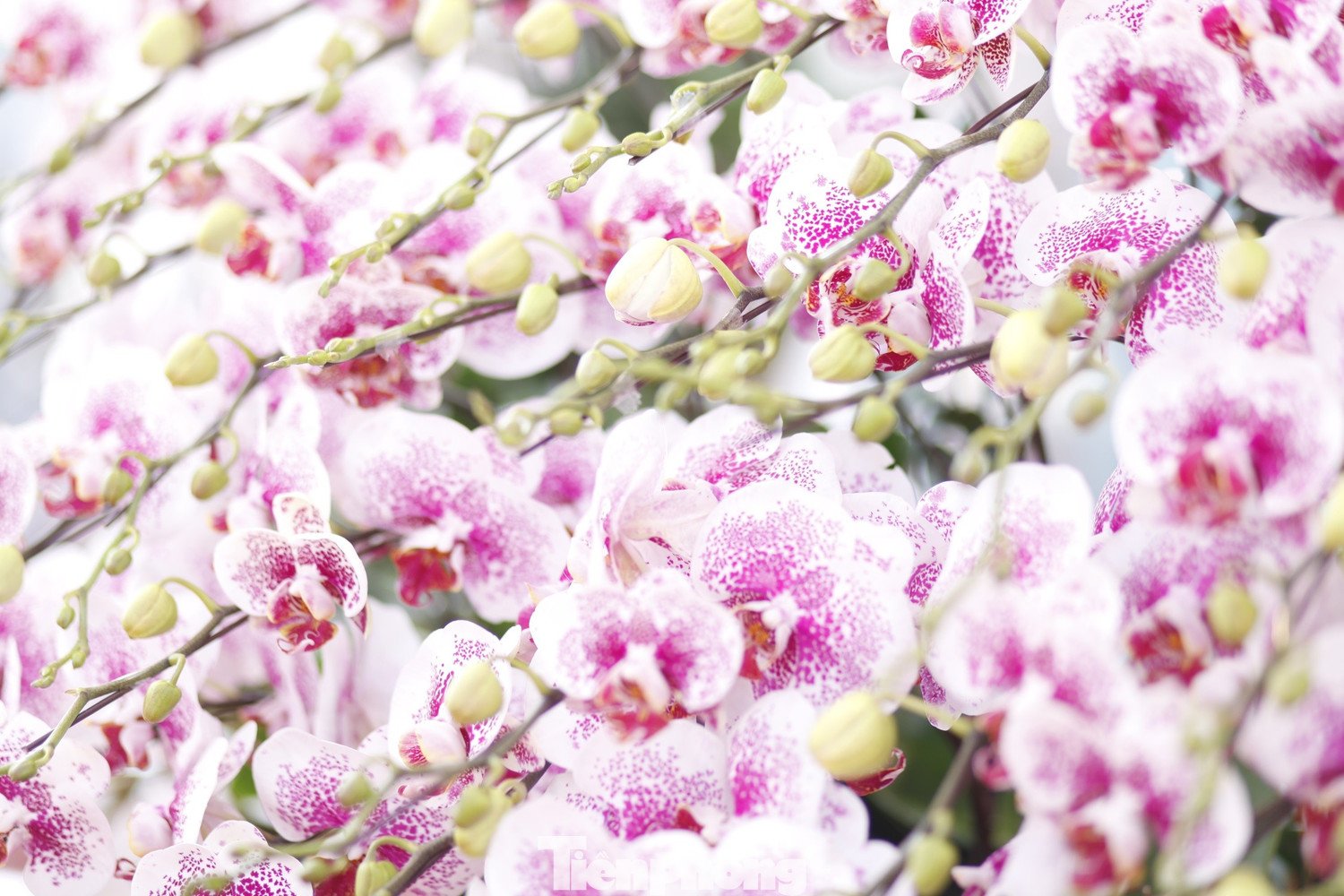 Các chậu hoa lan sẵn sàng phục vụ Tết.