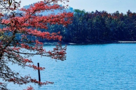 Mê mẩn với rừng khộp lớn nhất Việt Nam vào mùa thay lá