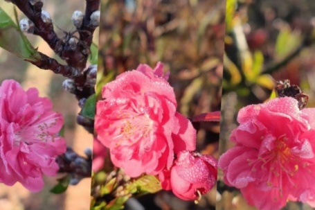 Đào thất thốn đắt đỏ nở sớm, người trồng như 'ngồi trên lửa'