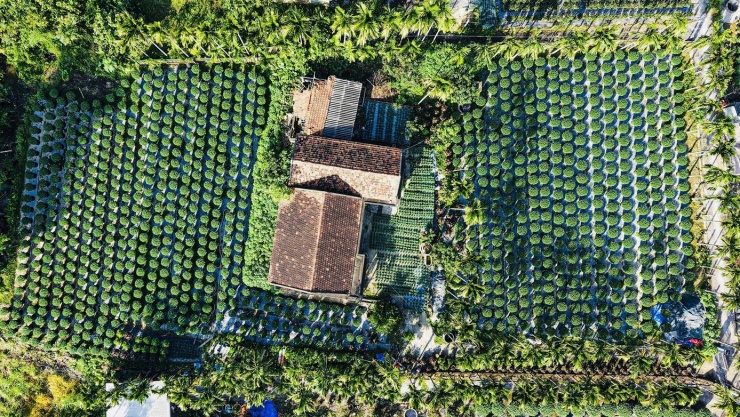 Loài hoa cúc lạ chưa Tết đã 'cháy hàng' - 2