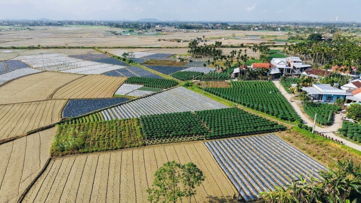 Loài hoa cúc lạ chưa Tết đã 'cháy hàng' - 1