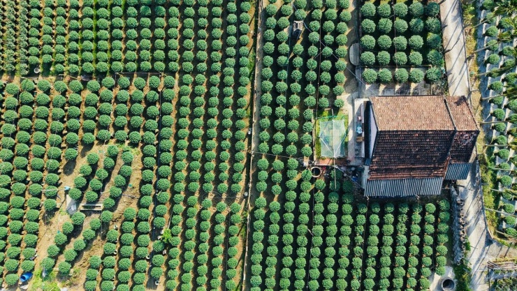 Một góc làng hoa Nghĩa Hiệp (xã Vệ Giang, tỉnh Quảng Ngãi).