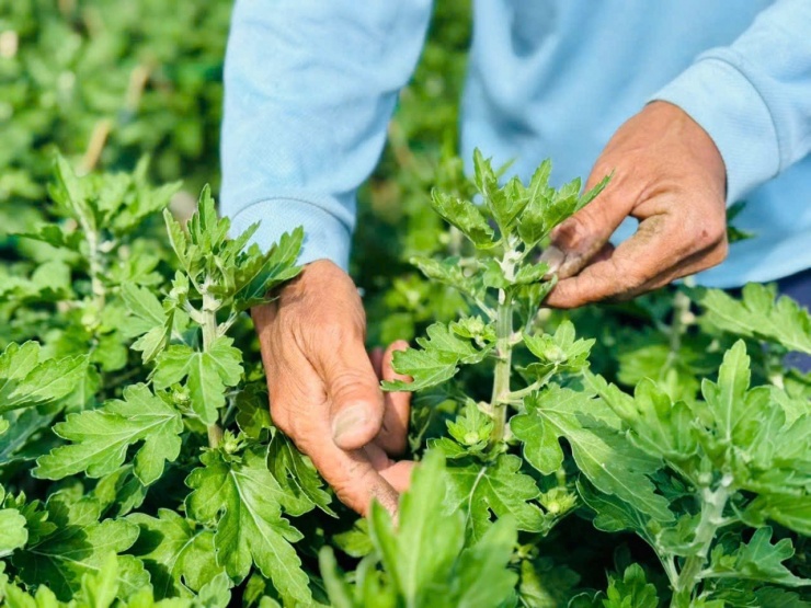 Loài hoa cúc lạ chưa Tết đã 'cháy hàng' - 4