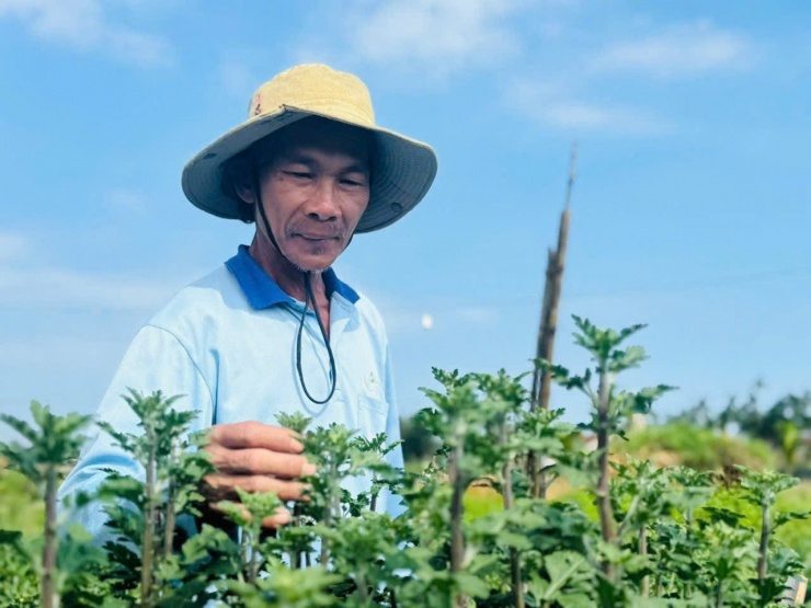 Ông Nguyễn Khôn đang chăm sóc chậu hoa cúc đỏ nhung Đà Lạt trong vườn của mình.