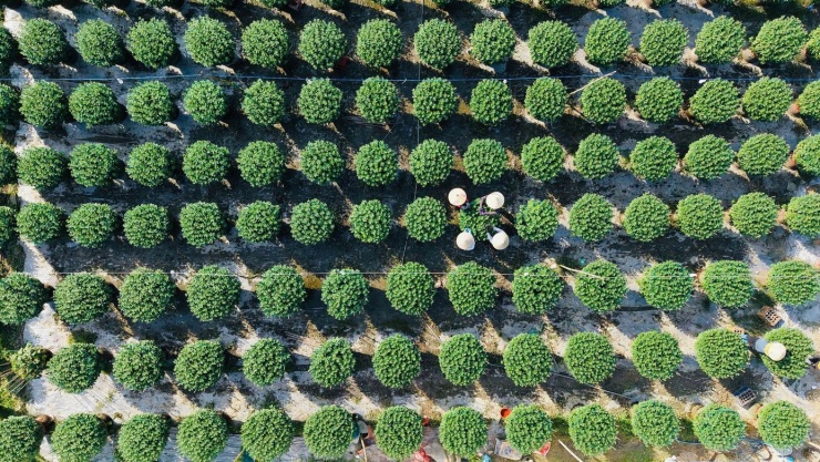 Loài hoa cúc lạ chưa Tết đã 'cháy hàng' - 6