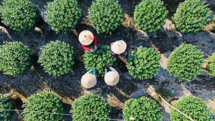 Người dân ngắt nụ hoa.