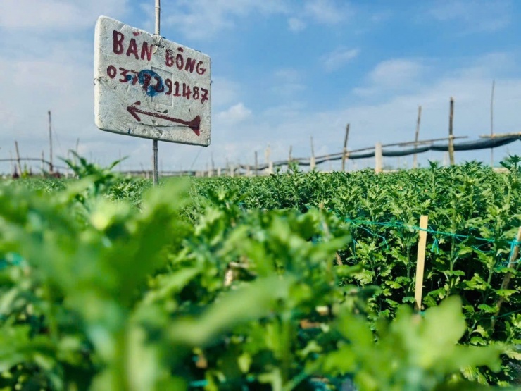 Hoa cúc năm nay được giá nên nông dân rất phấn khởi.