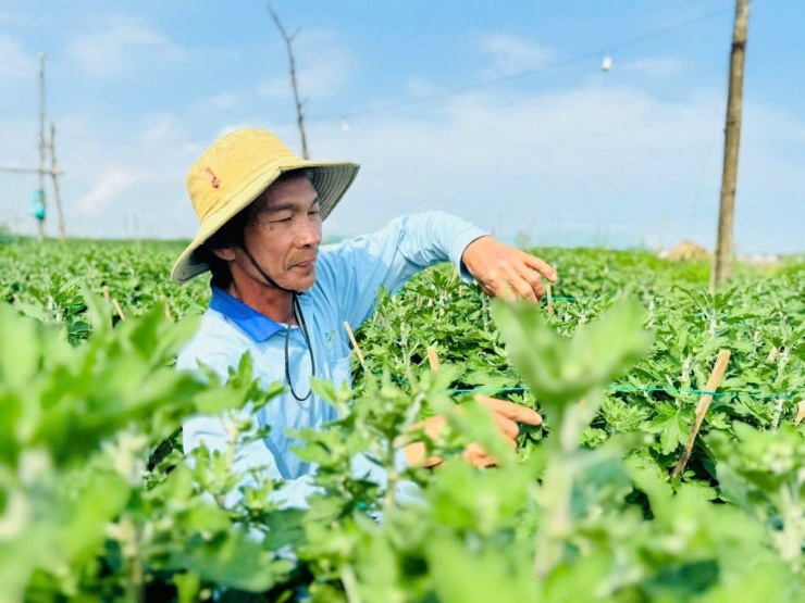 Loài hoa cúc lạ chưa Tết đã 'cháy hàng' - 9