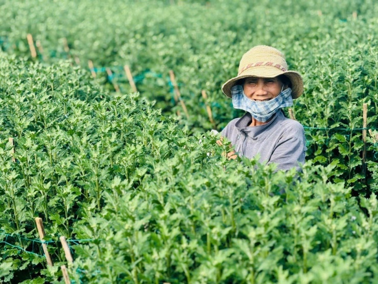 Loài hoa cúc lạ chưa Tết đã 'cháy hàng' - 8