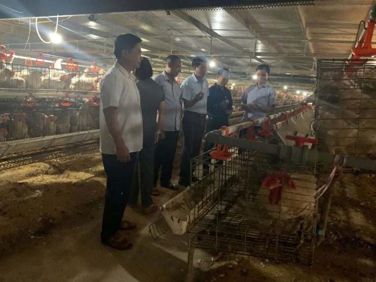 Cho gà ăn thảo dược để sản xuất “trứng gà thảo dược” cho giá bán trứng cao hơn 300-1000 đồng/quả. Ảnh ND.