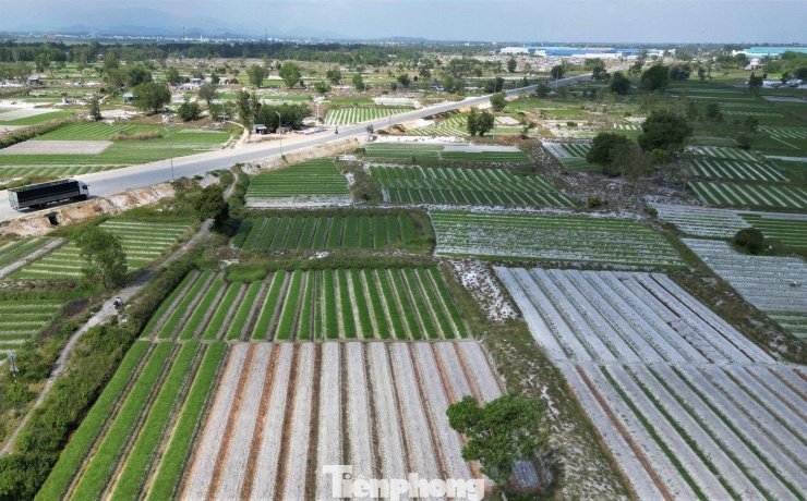 Nông dân xã Thăng Bình tất bật thu hoạch củ kiệu phục vụ thị trường Tết Nguyên đán Bính Ngọ. Kiệu được mùa, giá cao, thương lái vào tận ruộng thu mua khiến bà con phấn khởi.