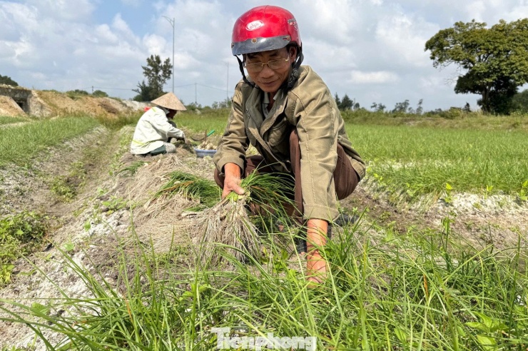 Kiệu Tết 'cháy hàng' ngay tại ruộng - 4