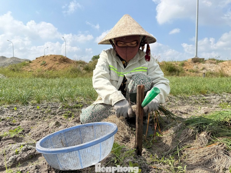Kiệu Tết 'cháy hàng' ngay tại ruộng - 3
