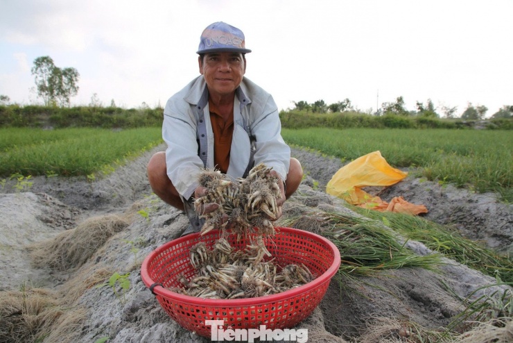 Kiệu Tết 'cháy hàng' ngay tại ruộng - 7