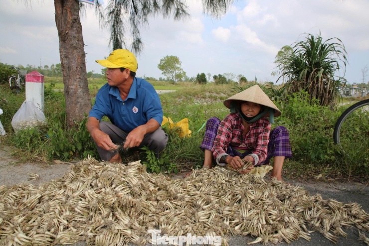 Kiệu Tết 'cháy hàng' ngay tại ruộng - 8