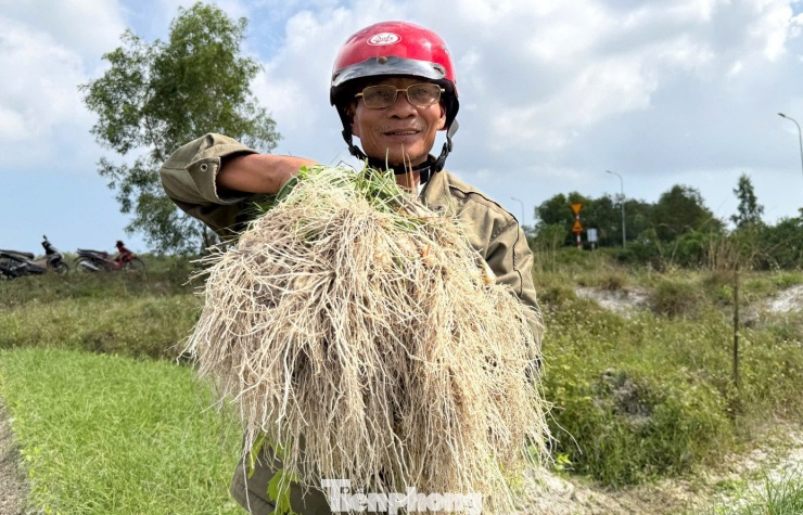 Nông dân Đà Nẵng phấn khởi khi vụ kiệu Tết vừa được mùa vừa được giá.