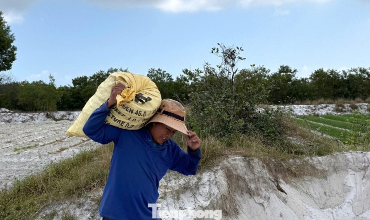 Những ngày này, tại các cánh đồng kiệu ở Thăng Bình không khí hối hả, người dân đang tất bật nhổ kiệu, cắt rễ, bó lá, phân loại củ để kịp giao cho thương lái.