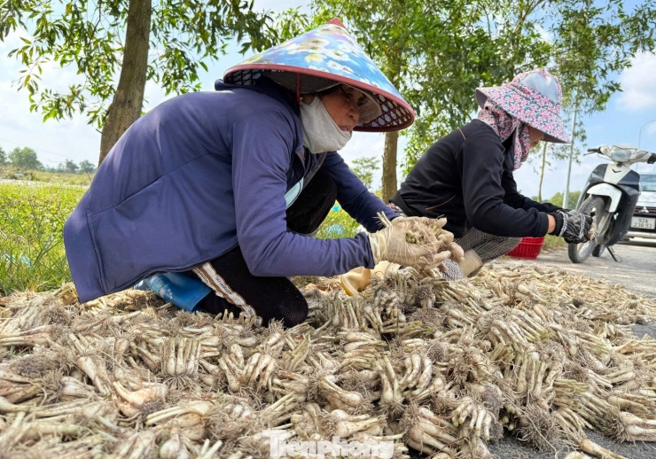 Kiệu thu hoạch sau 4-5 tháng chăm sóc, từ giữa tháng 11 âm lịch bắt đầu vụ thu hoạch, cao điểm vào tháng Chạp, đúng thời điểm nhu cầu tiêu thụ tăng mạnh phục vụ Tết Nguyên đán.