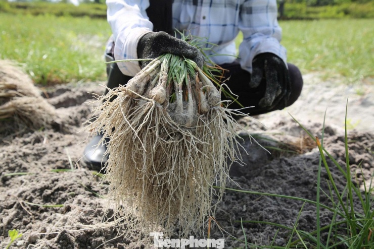 Kiệu Thăng Bình đến mùa lại theo xe thương lái phân phối cho các chợ tại Đà Nẵng và vận chuyển đi Hà Nội, TPHCM, Huế cùng các tỉnh Tây Nguyên.