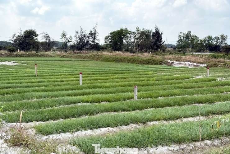 Kiệu Tết 'cháy hàng' ngay tại ruộng - 13