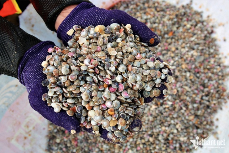 Ốc ruốc rất nhỏ, chỉ bằng chiếc khuy áo, có nhiều màu sắc bắt mắt.