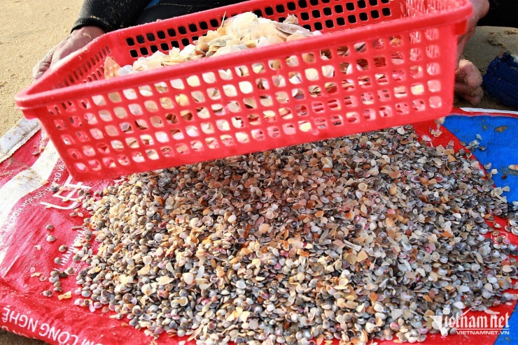 Ốc ruốc sau khi cào xong được sàng lọc kỹ sau đó cho vào thùng để chờ thương lái đến thu mua.