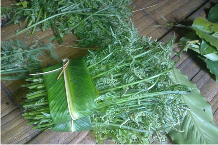 Rau dớn còn được gọi là dớn rừng, thái quyết. Đây là loại rau mọc tự nhiên ở bờ khe, bờ suối hoặc dưới tán rừng thấp.