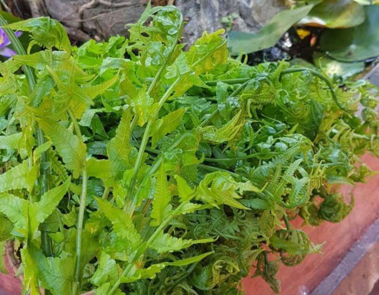 Món rau được mệnh danh là 'thần dược của núi rừng', rất có giá trị với sức khỏe, vậy mà xa lạ với nhiều người - 3