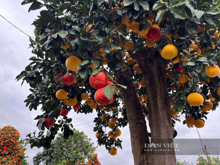 Người tới mua cây cảnh chưng Tết và xem không khỏi trầm trồ, thậm chí khó tin vào mắt mình khi chiêm ngưỡng những "tuyệt phẩm" mùa Tết năm nay.