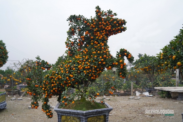 Theo các nhà vườn, để hoàn thiện một chậu quýt hình ngựa cần nhiều công đoạn tỉ mỉ, từ chọn cây, uốn cành, cố định khung cho đến chăm sóc quả đồng đều. Giá bán mỗi chậu dao động từ 20 đến 30 triệu đồng, dù không rẻ nhưng vẫn được khách đặt mua sớm.