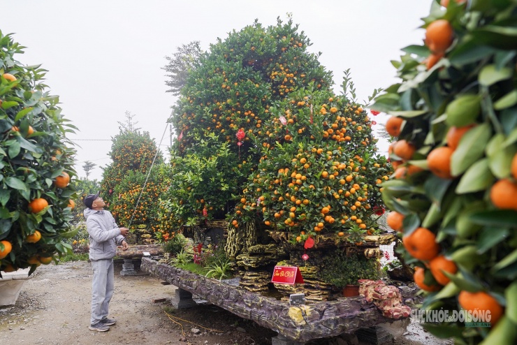 Chậu quýt tạo hình ngựa cao gần 3m, tán cây uốn liền mạch từ thân đến đầu, đuôi ngựa, nổi bật giữa vườn cây cảnh Văn Giang.