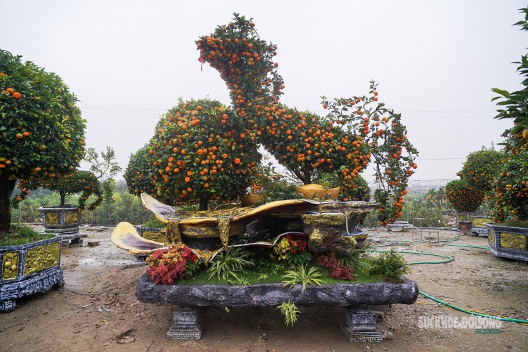 Những chậu quýt tạo hình ngựa được hoàn thiện công phu, quả sai trĩu, sắc cam rực rỡ.