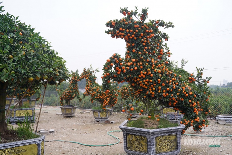 Cây quýt được các nghệ nhân làng nghề uốn tạo hình, quả phân bố đều, tạo nên dáng ngựa sinh động.