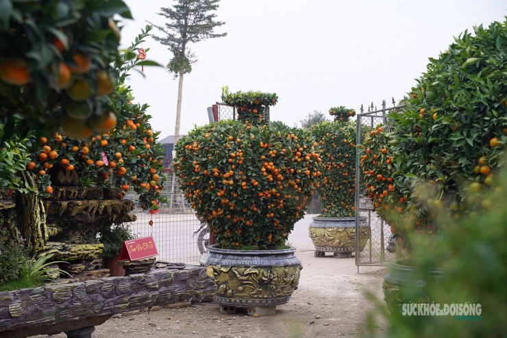Bên cạnh những chậu quýt tạo hình ngựa, nhà vườn còn sáng tạo nhiều dáng thế khác nhằm đáp ứng nhu cầu đa dạng của người chơi cây cảnh dịp Tết Bính Ngọ.