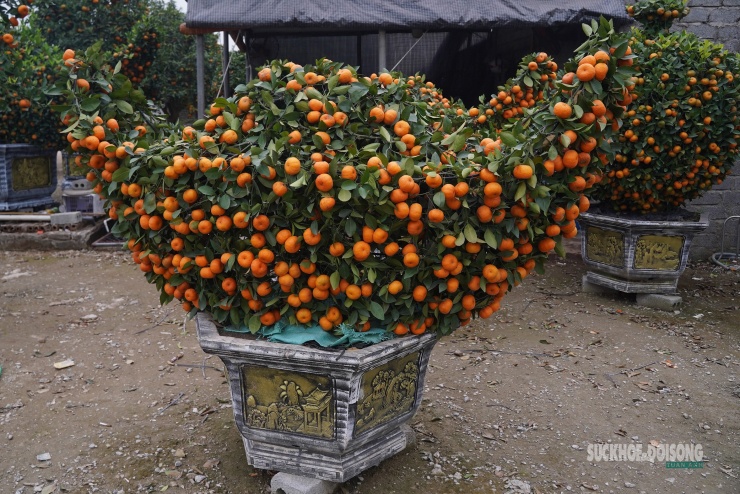 Ngắm 'đàn ngựa' quýt giá chục triệu đồng đón Tết Bính Ngọ - 9