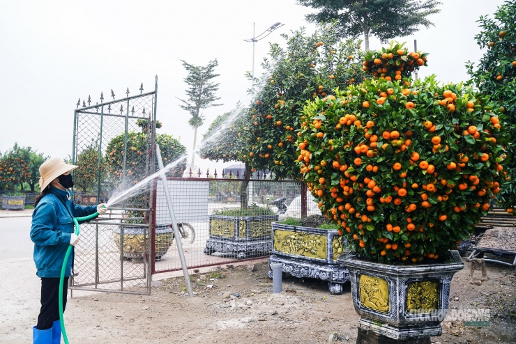Nhà vườn chăm sóc, tưới nước cho các chậu quýt cảnh trước khi xuất bán dịp Tết.